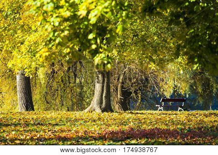 Autumn in park Aleksandriya. bench. foliage. tree.