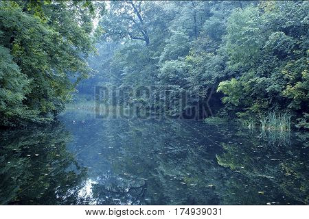 Summer in the park Alexandria. forest. landscape.