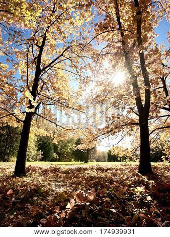 Autumn in park Aleksandriya. landscape. yellow. golden.