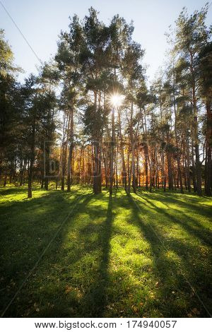 Autumn in park Aleksandriya. landscape. tree. natural. wood.