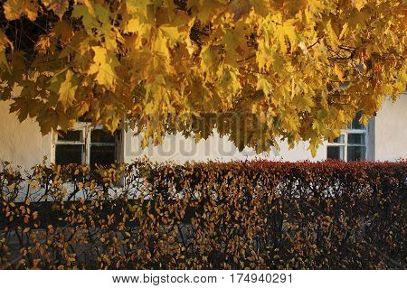 Autumn in park Aleksandriya. fall. nature. tree. golden.