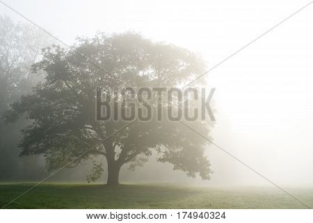 Fog in the park Alexandria. landscape. summer.
