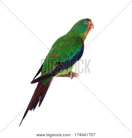 Swift Parrot, Lathamus discolor, isolated on white background