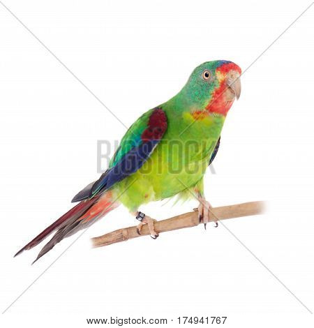 Swift Parrot, Lathamus discolor, isolated on white background