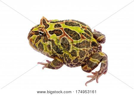 The Argentine horned frog, Ceratophrys ornata, isolated on white background