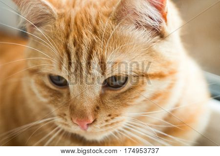 cute ginger cat background close-up beloved pet