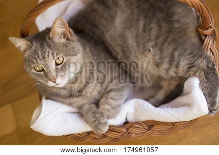 Top view of a beautiful tabby cat lying in a basket on its blanket next to a living room window. Selective focus