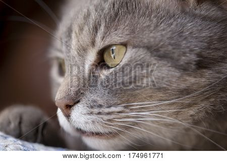 Portrait of a cute tabby cat looking away from the camera through a window