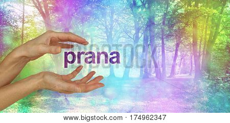 Beautiful Prana Healing Energy  - female hands with the word PRANA floating between in front of an ethereal rainbow colored bokeh effect magical woodland scene  and copy space