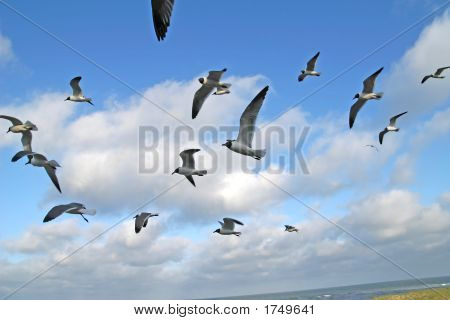 Bando de gaivotas