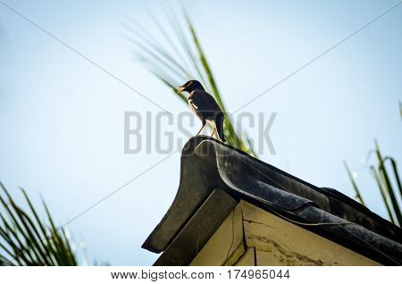 common myna bird sitting on roof in tropics