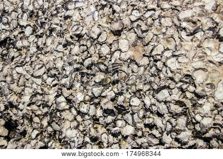 tombstone shell bocome fosil and stone abstract background