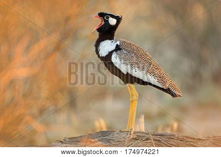 Male white-quilled bustard (Afrotis afraoides) calling, Kalahari desert, South Africa