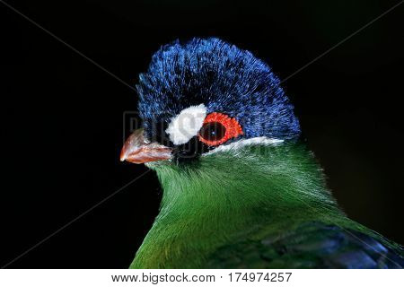 Portrait of a colorful hartlaubs turaco (Tauraco hartlaubi) on black, East Africa