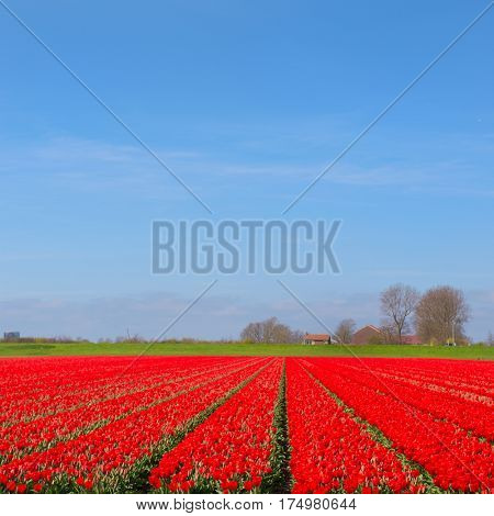 Landscape in Holland with flowerbulbs, red tulips and wind mill