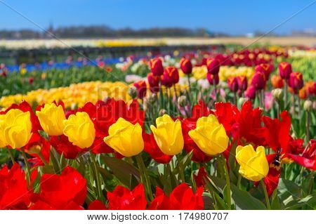 Typical landscape in Holland with colorful flower bulbs tulips in the fields