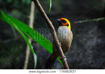 one lovely and noisy exotic bird many buetiful color Tangara