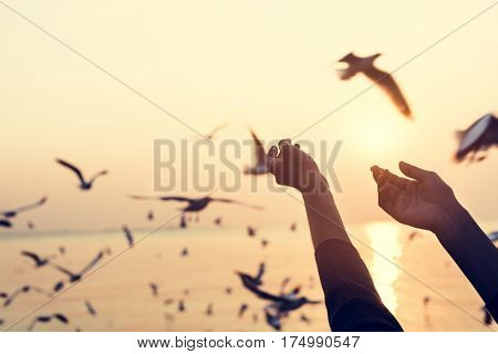 Humand Hands Showing and Seagulls Outdoors