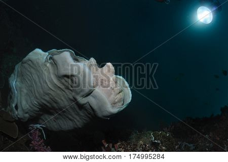 Grey giant frogfish is sitting on a plate sponge, Panglao, Philippines