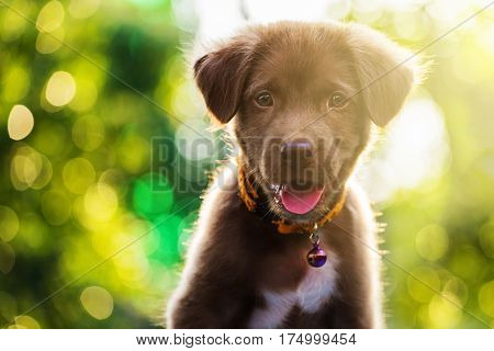 Labrador Puppy Dog With Bokeh Light