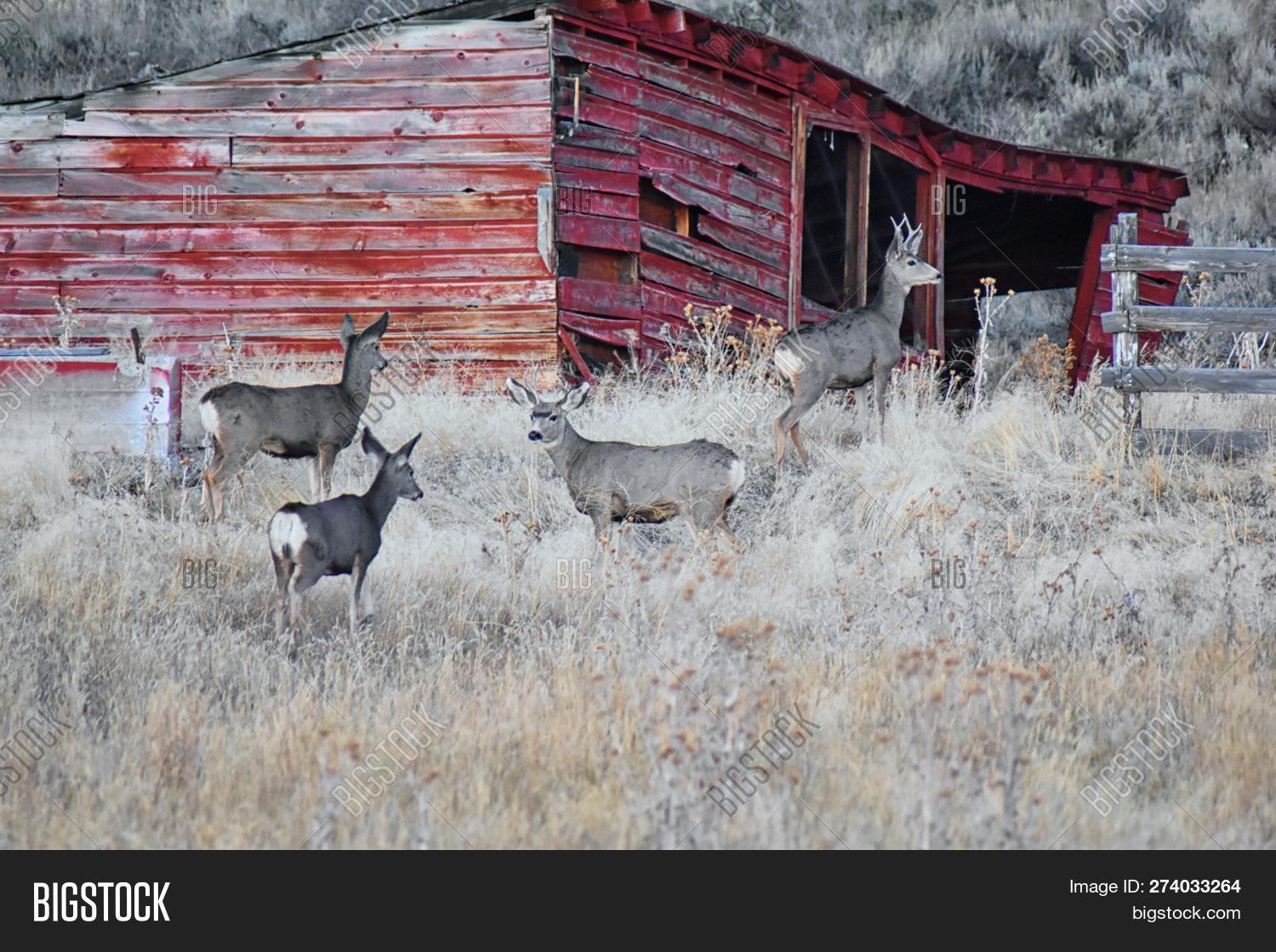 Wild Deer Utah Wasatch Image & Photo (Free Trial) Bigstock