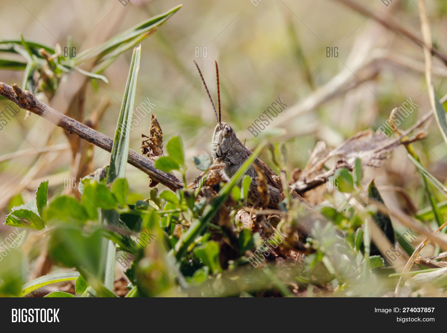 Spanish Image & Photo (Free Trial) Bigstock