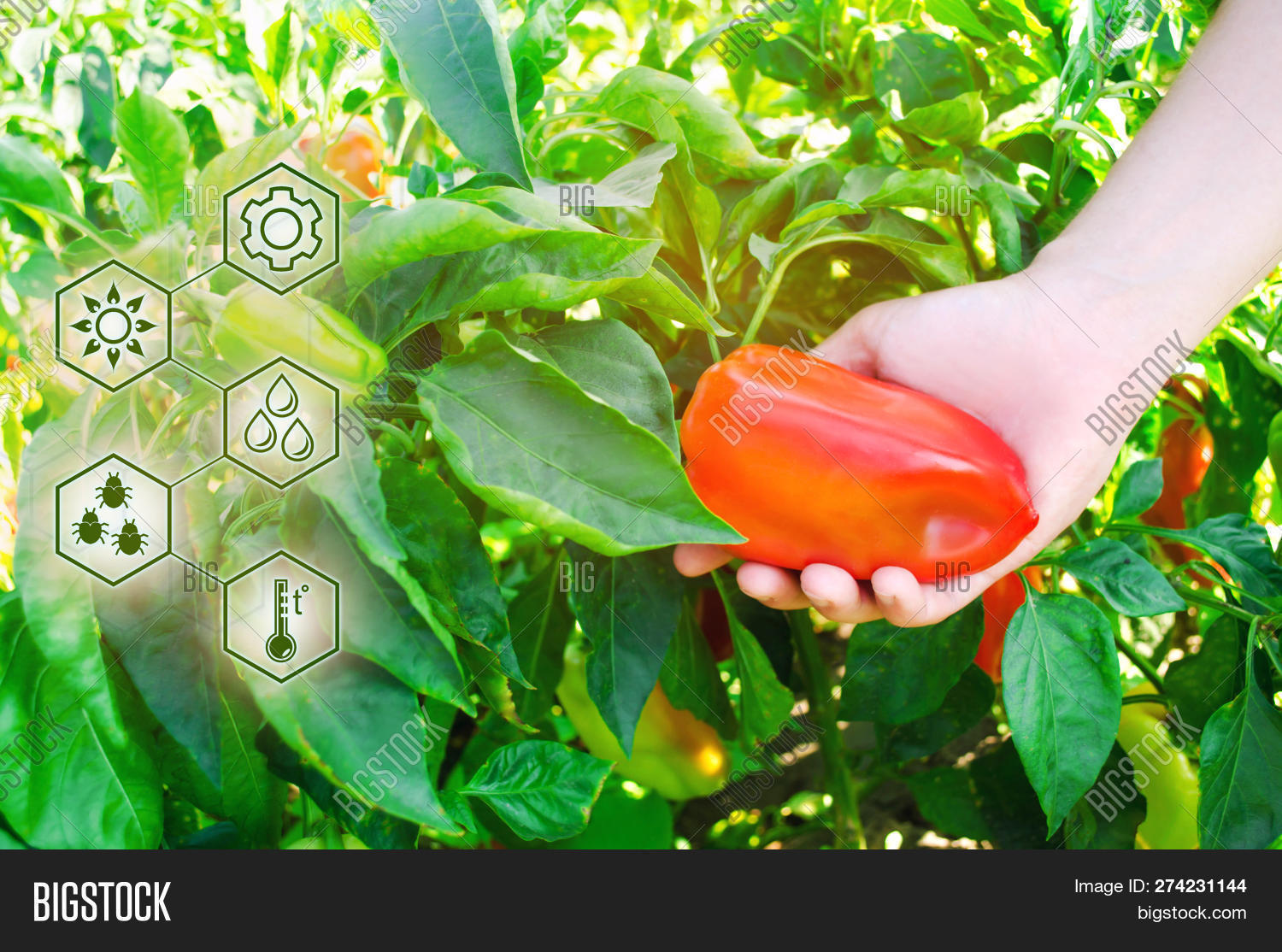 Harvest Pepper. Image & Photo (Free Trial) Bigstock