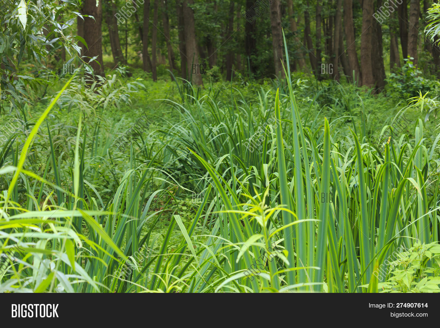Summer, Calamus Grow Image & Photo (Free Trial) Bigstock