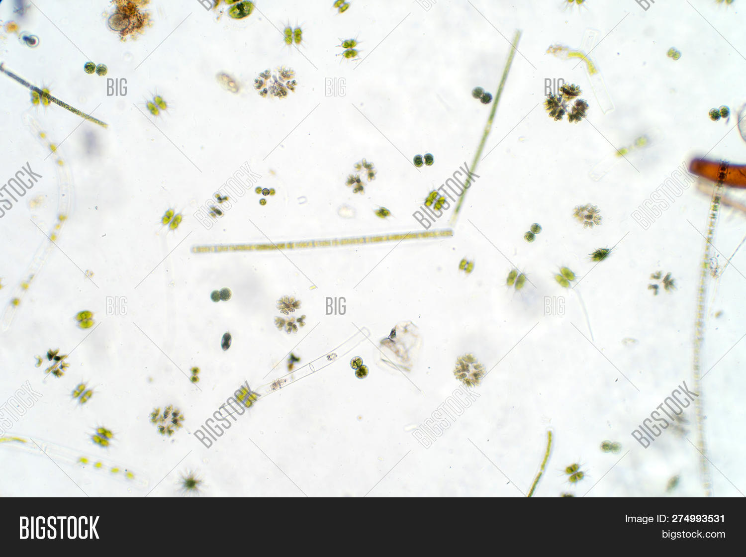 Freshwater Aquatic Plankton Under Microscope View Stock Image Image
