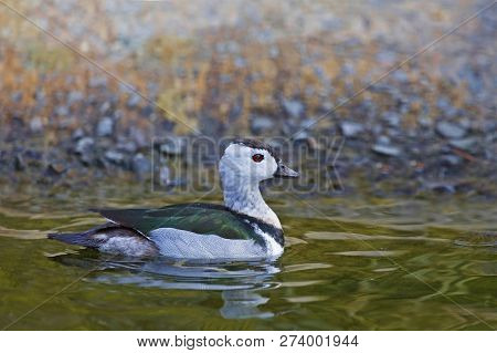 View Of A  Male Cotton Pygmy Goose, Nettapus Coromandelianus