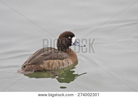 View Of A Relaxed Female Greater Scaup, Aythya Marila