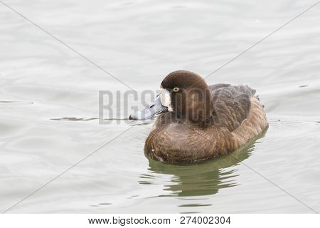 View Of A Tranquil Female Greater Scaup, Aythya Marila