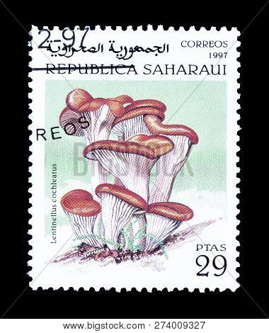 Republic Sahrawi - Circa 1998 : Cancelled Postage Stamp Printed By Republic Sahrawi, That Shows Anis
