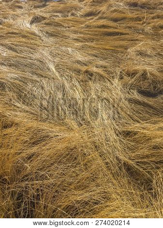 Field Of Dried Golden Grass Laid Down By The Wind.