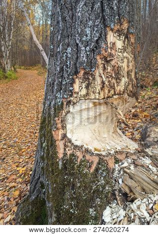 Tree Trunk Partially Chewed Through By Beavers, Alberta, Canada.