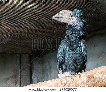 Silvery Cheeked Hornbill Bird Sitting On A Branch, A Tropical Bird That Lives In The African Forest