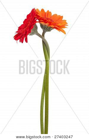 Two-colored Gerbera, Binding The Each Other