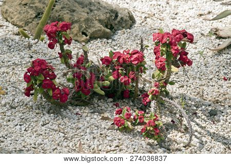 This Is A Lovely Flowerin G Cactus