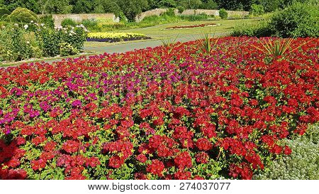 Large Flower Bed.  Red And Pink Flowers .green Tree.