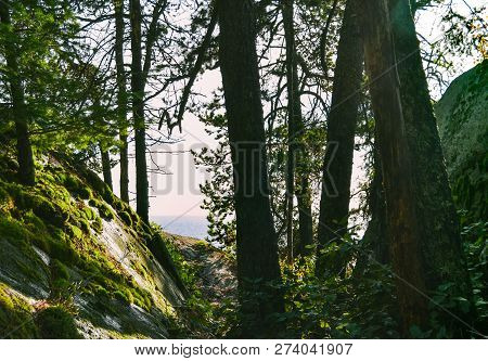 View Of The Ocean Through The Trees In Lighthouse Park In West Vancouver On North Shore Of Vancouver