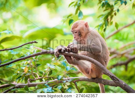 Monkey On Tree Nature Green Background Common Asia Monkey Brown Fur