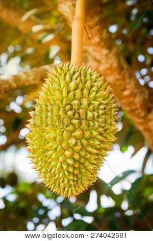 durian fruit on tree / fresh young durian tropical fruit on durian plant tree in the garden fruit summer on day
