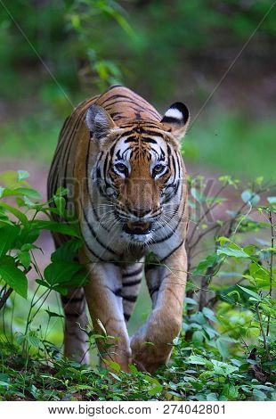 Tiger In The Nature Habitat. Tiger Male Walking Head On Composition. Wildlife Scene With Danger Anim