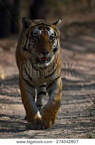 Tiger In The Nature Habitat. Tiger Male Walking Head On Composition. Wildlife Scene With Danger Anim