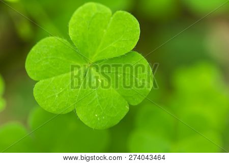 Marsilea Crenata Is A Fern Species In Nature.