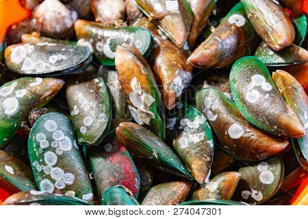 Mussels At The Market,perna Viridis,green Shell Background.