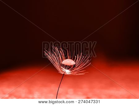 Coral Color Background . Coral Color Backdrop For Your Design. Trendy Color Concept Of The Year 2019