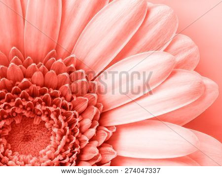 Coral Color Background . Coral Color Backdrop For Your Design. Trendy Color Concept Of The Year 2019