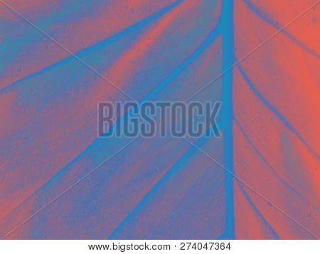 Coral Color Background . Coral Color Backdrop For Your Design. Trendy Color Concept Of The Year 2019