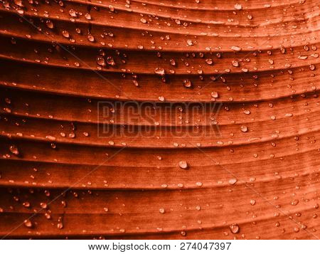 Coral Color Background . Coral Color Backdrop For Your Design. Trendy Color Concept Of The Year 2019